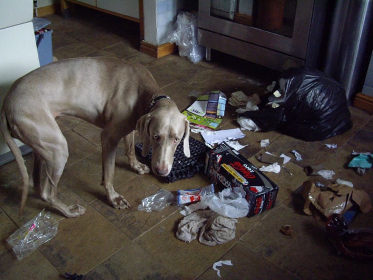 Perro con cara de culpa luego de tirar toda la bolsa de basura