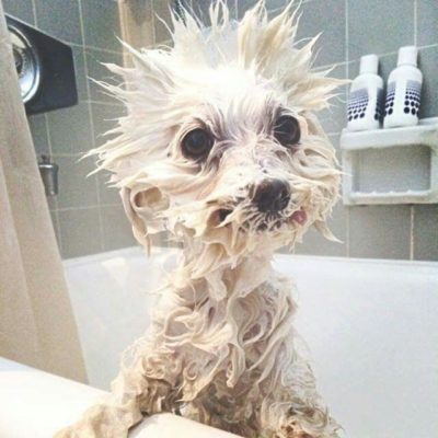 Perro mojado en la bañera