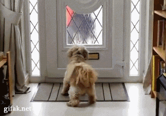 Perro en la puerta atacando el corre mientras llega