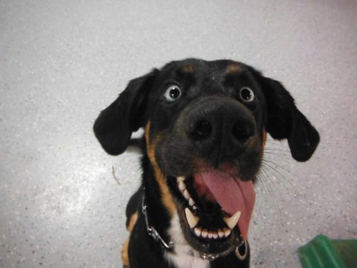 Perro con cara de emoción/feliz