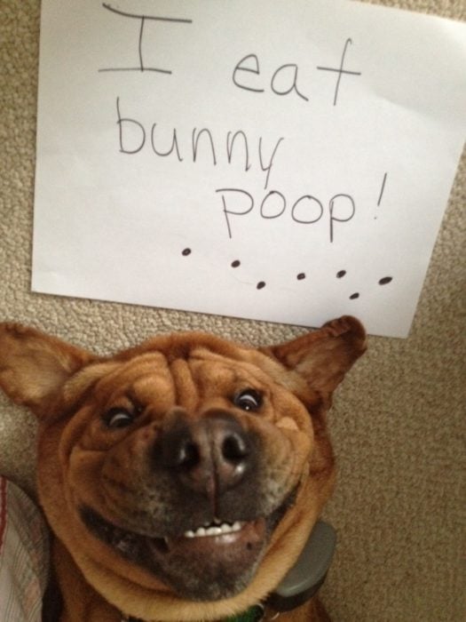 Perro sonriendo con un letrero arriba de su cabeza que dice: I eat bunny poop