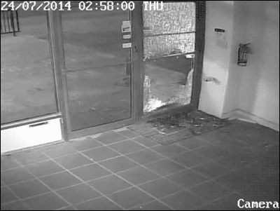 GIF de un ladrón que ya hizo un hueco en una puerta de vidrio y a la hora de salir sale por la parte que no está rota
