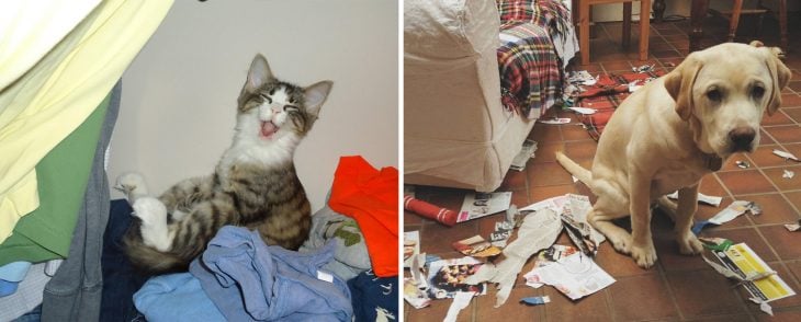 Gato sonríe cuando lo sorprenden ensuciando la ropa; perro con cara de arrepentimiento cuando lo descubren rompiendo una revista