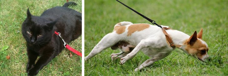 Gato acostado en el césped con la correa puesta; perro jalando la correa mientras pasea por el césped