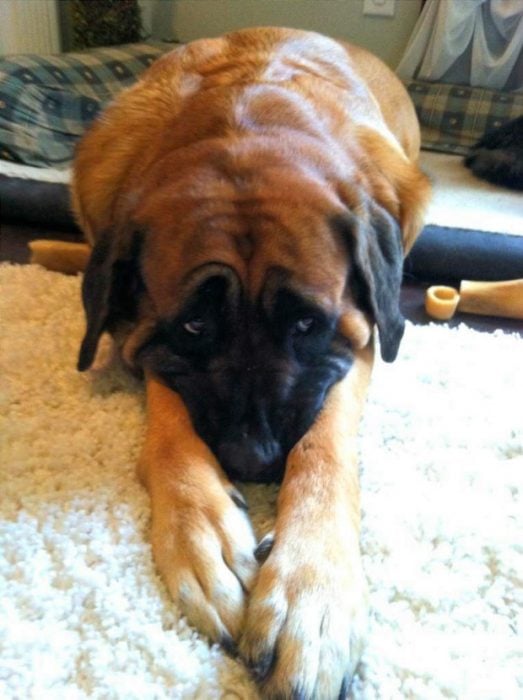 perro con cara de regañado