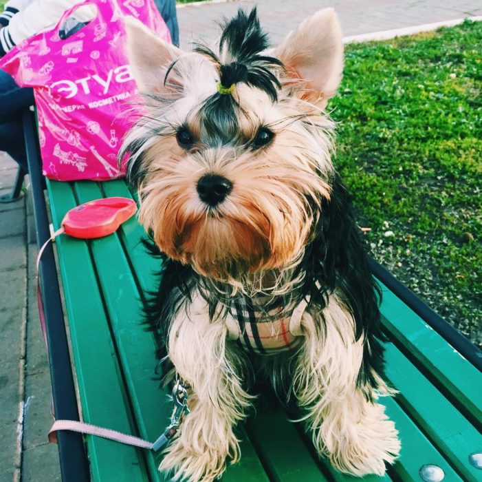 YORKIE CON EL PELO REBELDE