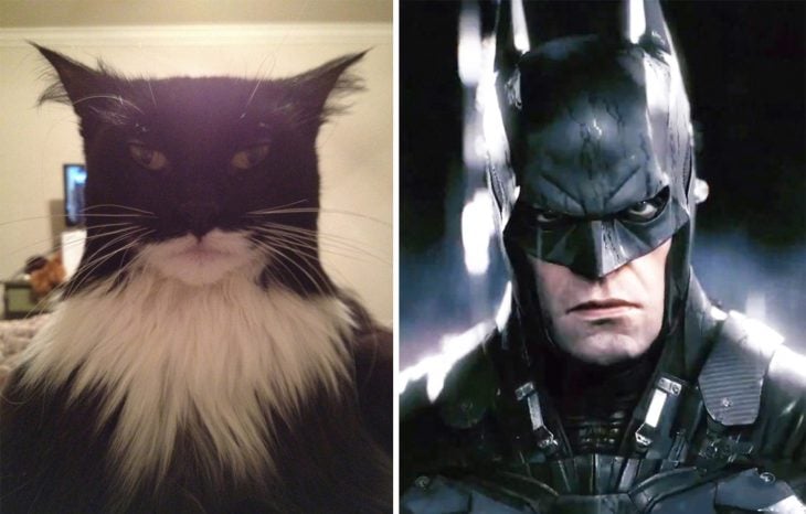 Parecido personajes caricaturas. Un gato con un parecido a Batman