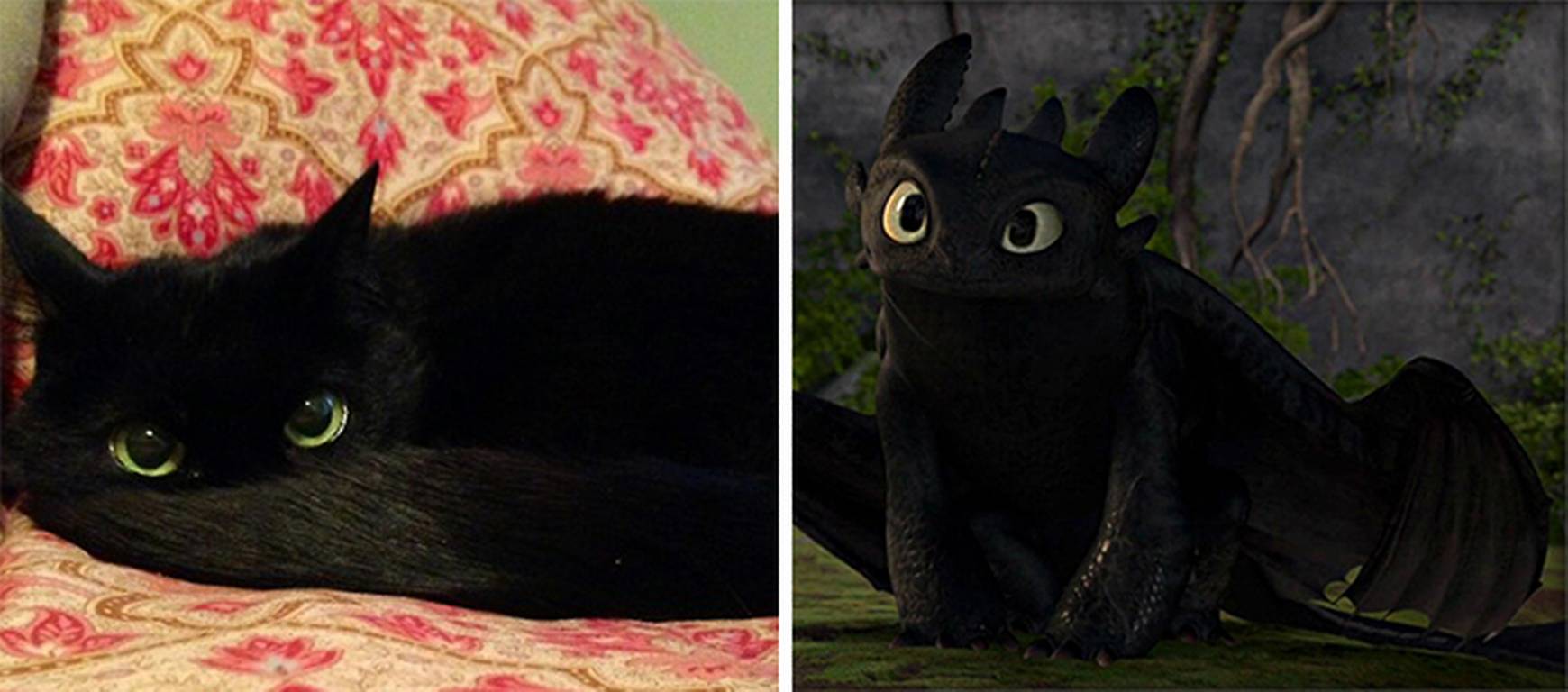 Эти легкие похожи на мой черный. Кот Беззубик. Кот похожий на Беззубика. Беззубик в реальной жизни. Черный кот в реальной жизни.