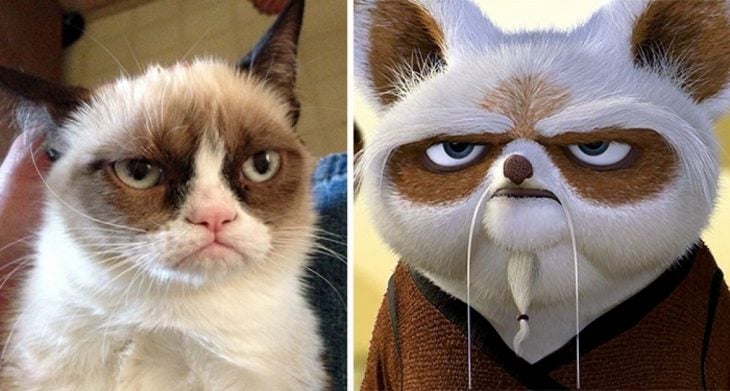 Parecido personajes caricaturas. Grumpy Cat y el Maestro Shifu