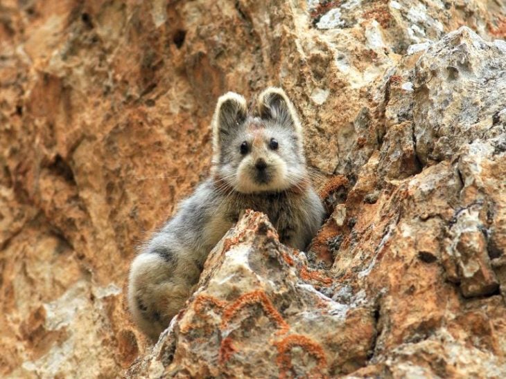 un oso que parece perrito