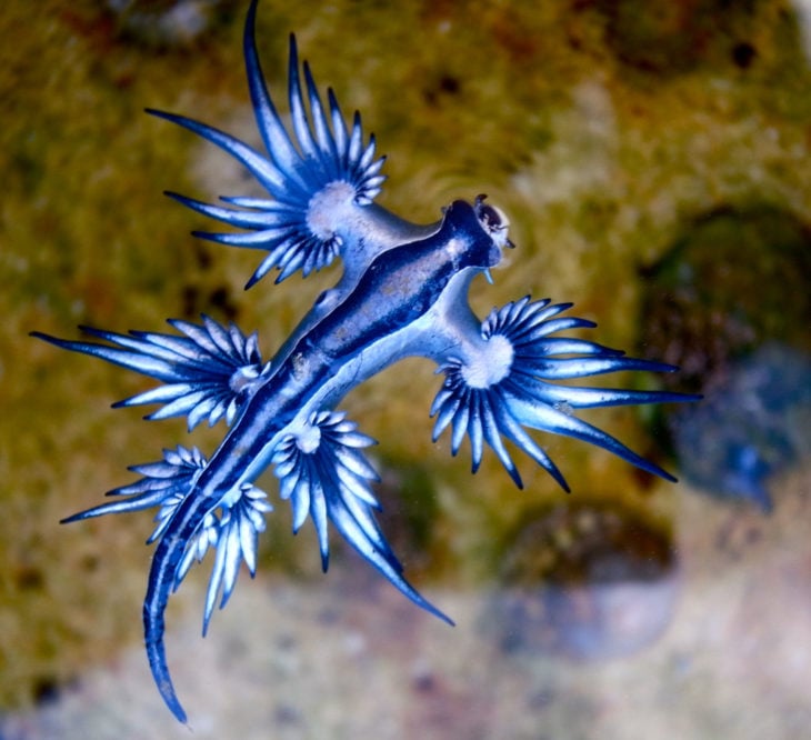 Glaucus atlanticus o Dragon Azúl