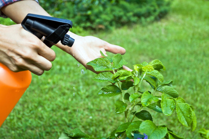 Rociador plantas para evitar plagas