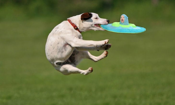 perro cachando un frisbee
