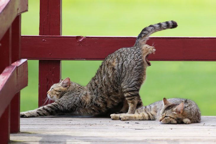 gato expulsado por el recto de otro