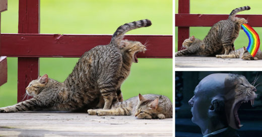 Internet trollea a gatitos tomando su siesta