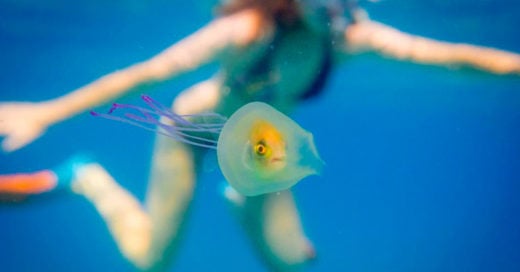 Fotógrafo capturo la imagen de una medusa con un pez vivo dentro de ella