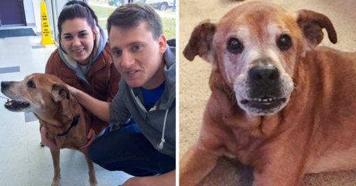 Iban a donar a un refugio animal ¡y salen con Rocky! perro de 17 años