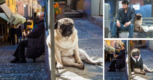 El pug más triste es el objeto de la MEJOR batalla de photoshop