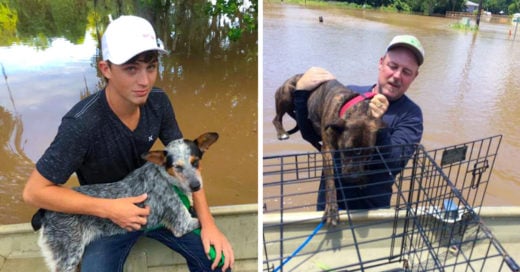 Abandonan a perros en inundación; un padre y su hijo los rescatan