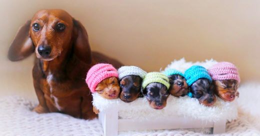 Perrita Salchicha posa con sus hermosos cachorros recién nacidos