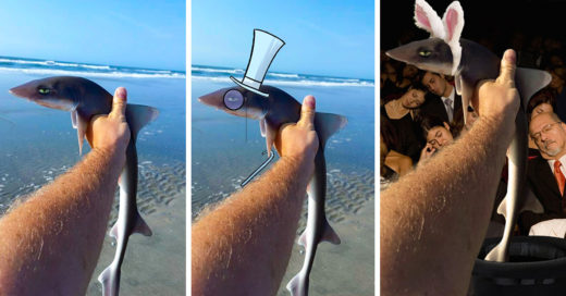 Trollean la foto de un tiburón enojado y aburrido