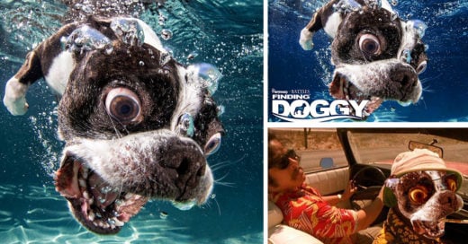 Internet hizo una épica batalla de Photoshop con este perro en el agua