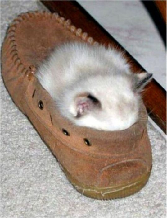 gatito en un zapato