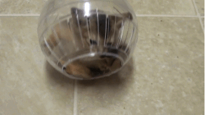 gatito dando vueltas en una rejita de hámster