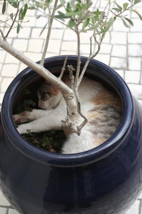 gato en la macerta