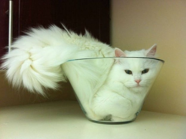 gato en un bowl de cristal