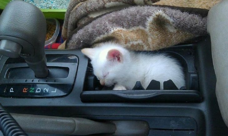 gato en una palanca de velocidades