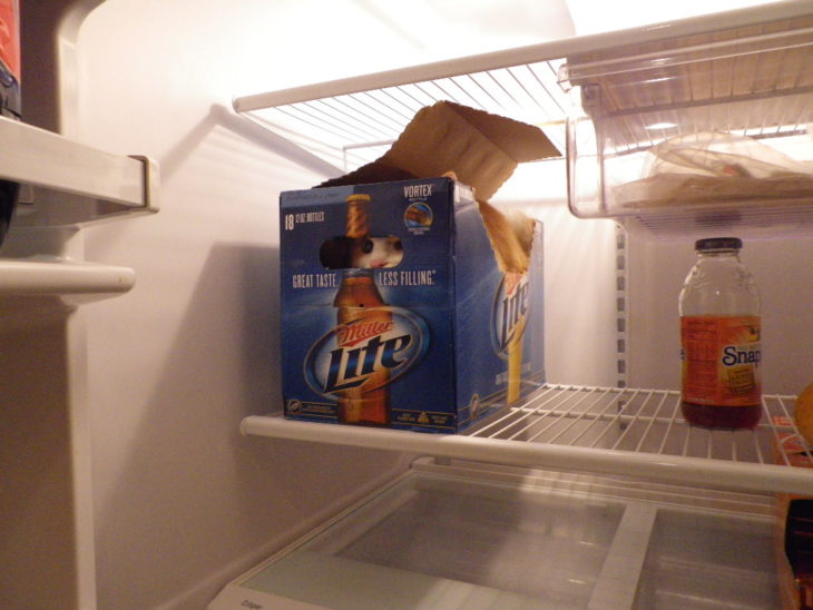 gato adentro del refrigerador en una caja de cervezas