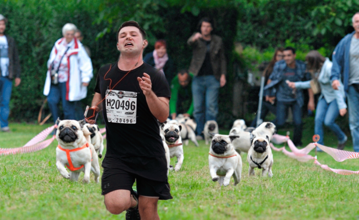 Maratonista con tapón en la nariz huyendo de una manada de pugs