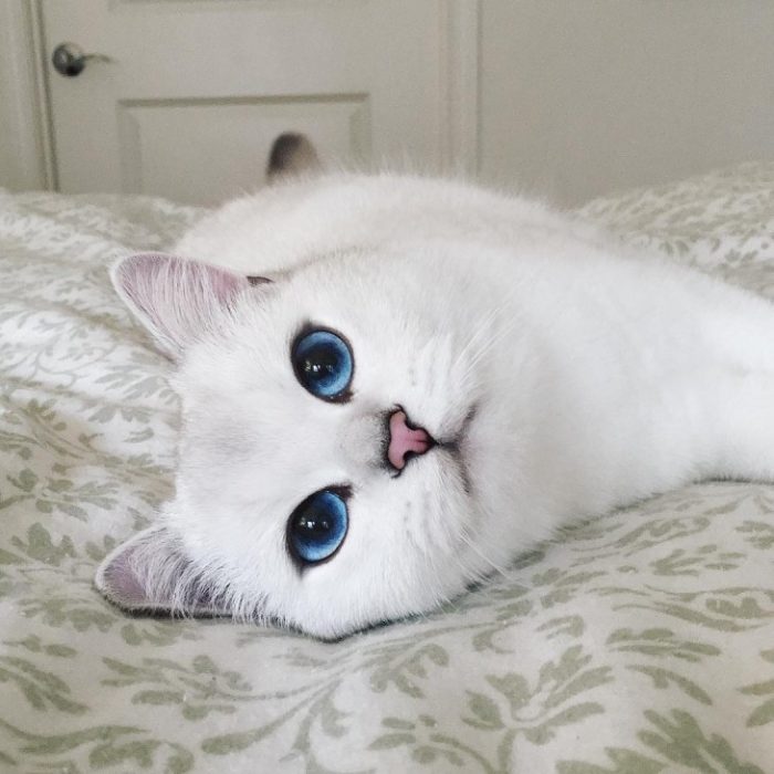 Gato blanco de ojos azules acostado sobre cama