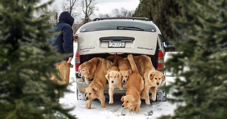 Grupo de perros labrador saliendo de una cajuela