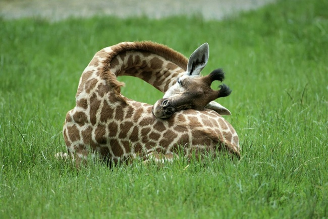 Jirafa descansando en su espalda