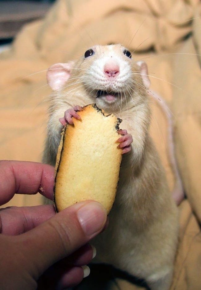 Ratón comiendo rebanada de pan