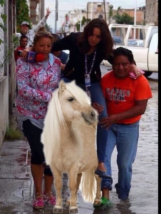 reportera en un pony