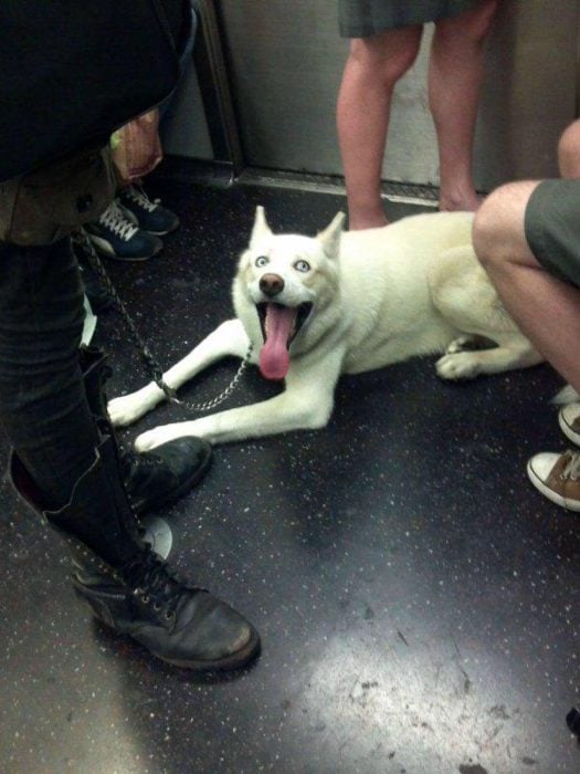 mascota viajando en el metro