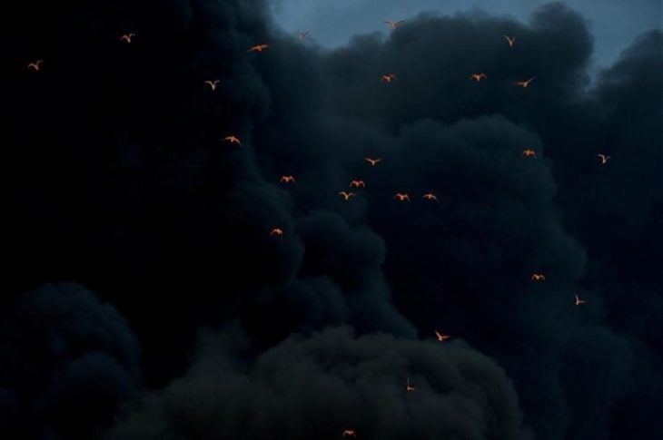 Pajaros iluminados por humo de fuego