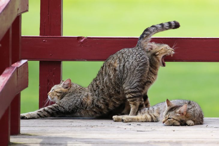 gatos bortezando y restirandose