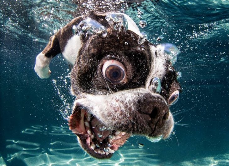 Fotografía de perro debajo del agua 