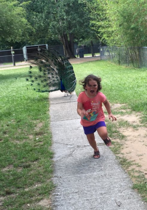 NIÑA PERSEGUIDA POR UN PAVO REAL