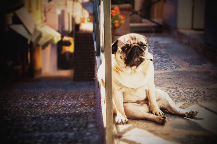 pug triste 2