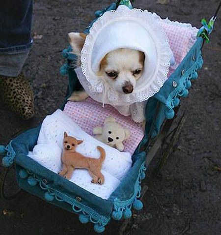 Perro con disfraz de carreola