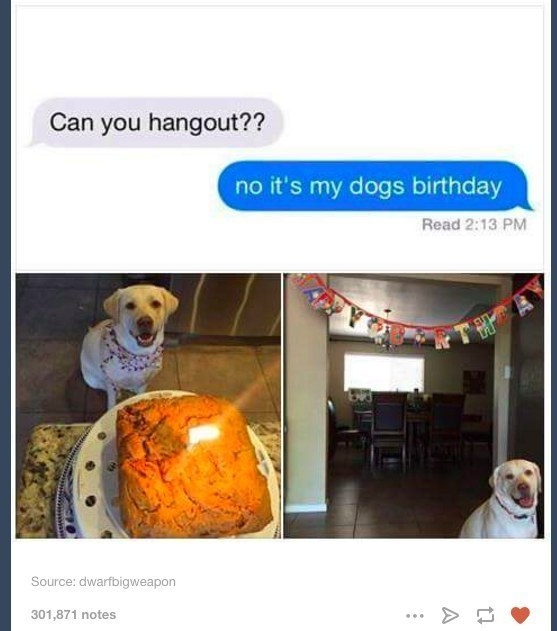 Perro festejando su cumpleaños