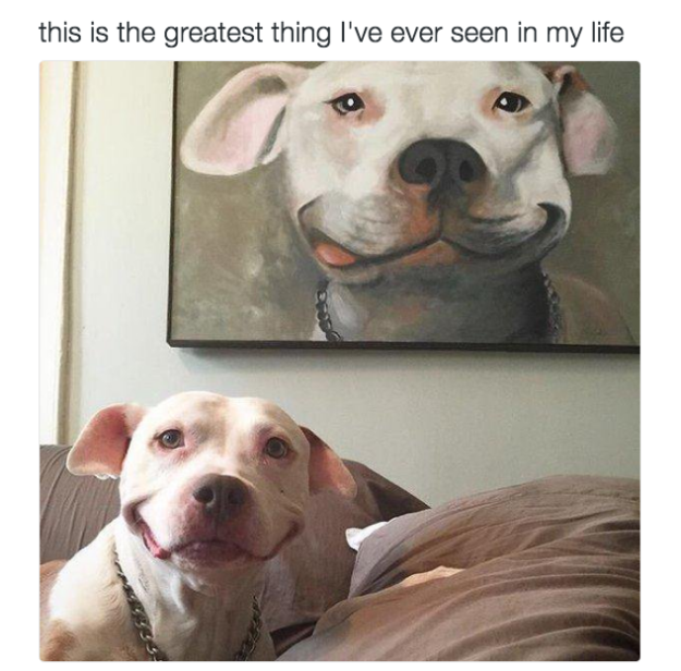 Perro con cuadro de sonrisa