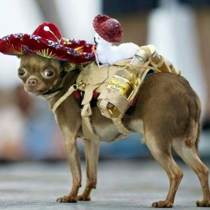 Perrito disfrazado de Mariachi