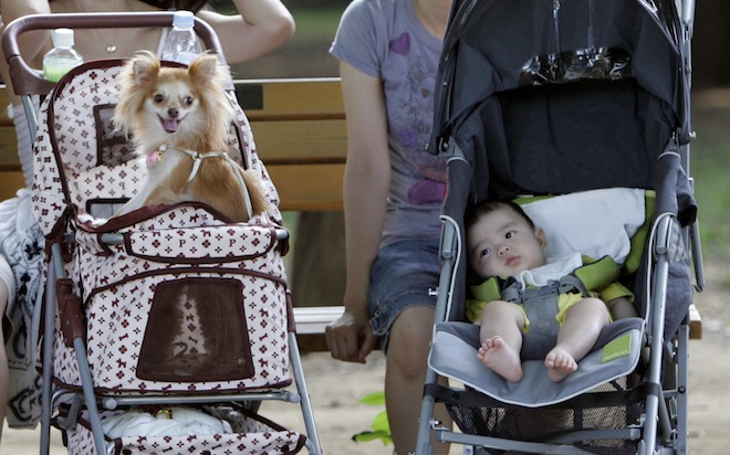 Chihuahua en carreola con bebe en un lado