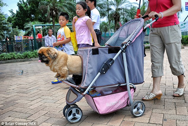 Perro de paseo en carrito